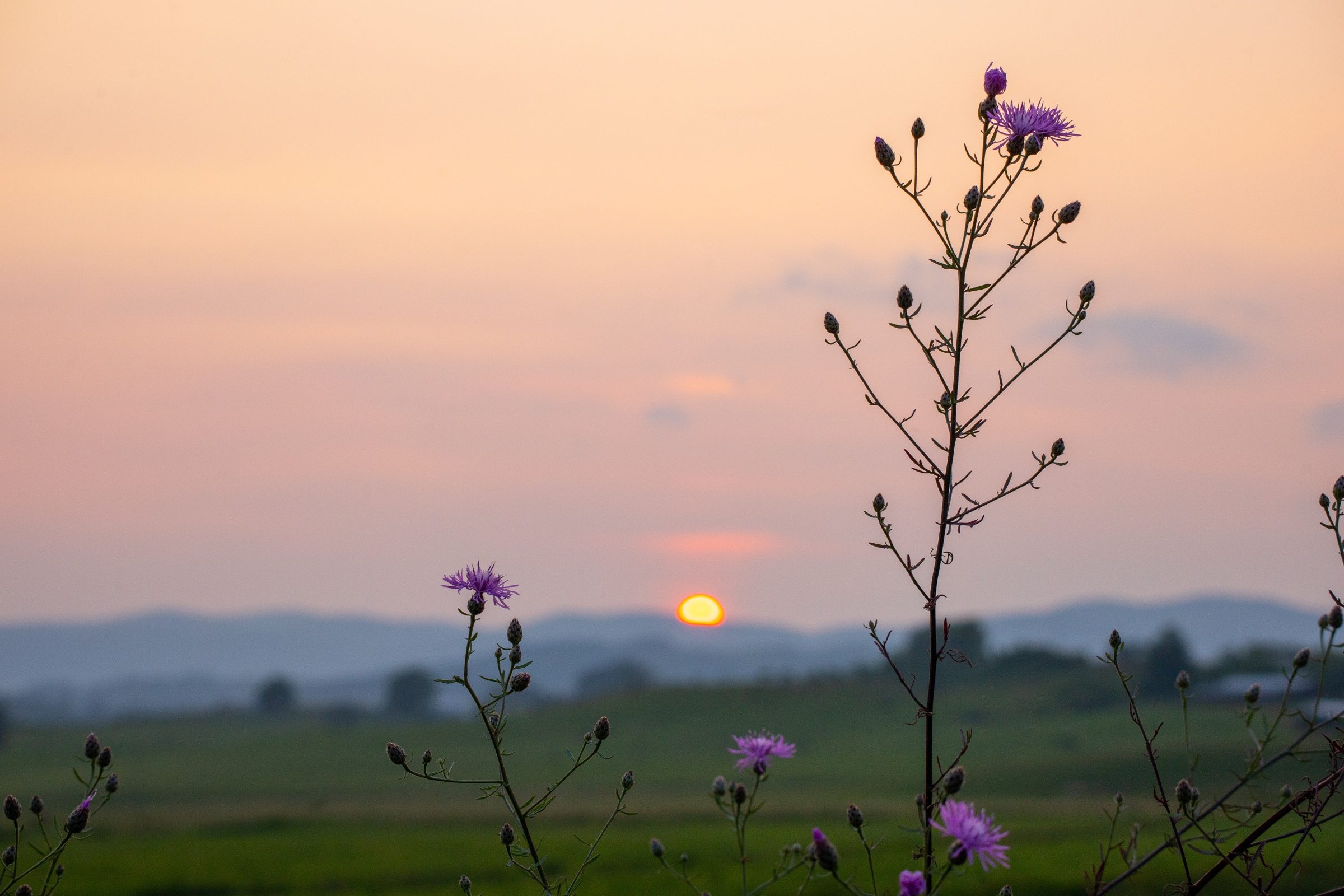 Wildflowers silhouetted against a soft sunset sky over distant hills